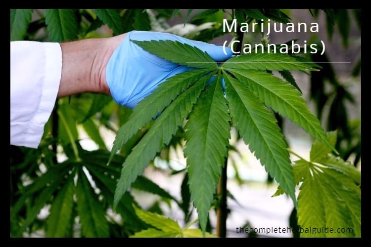 Marijuana (Cannabis)
