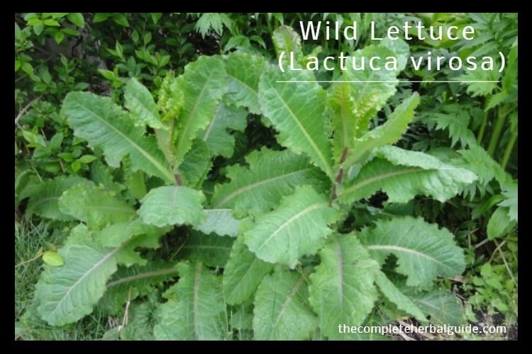 Wild Lettuce (Lactuca virosa)