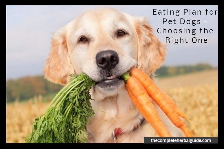 Eating Plan for Pet Dogs - Choosing the Right One