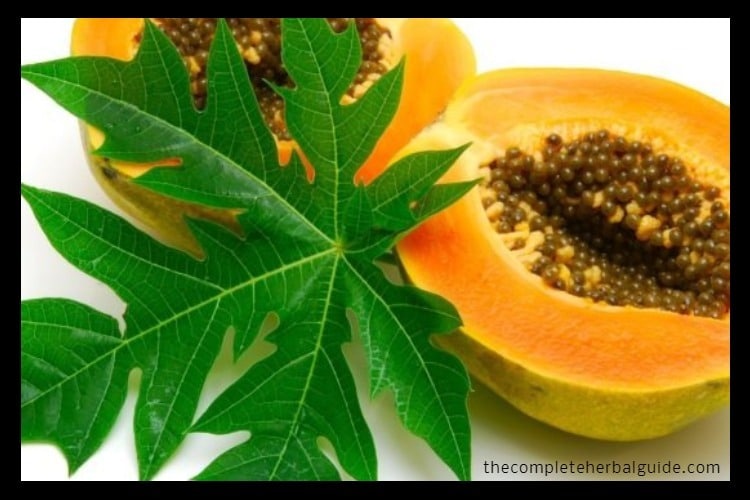 what is proper dosage of papaya leaf liquid extract