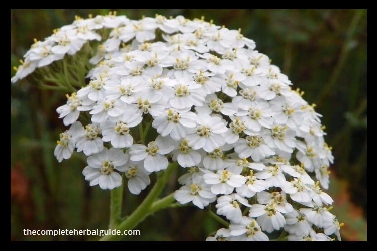 Yarrow