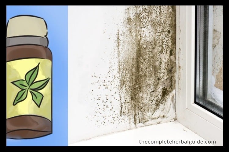 Tea Tree Oil Kills Mold