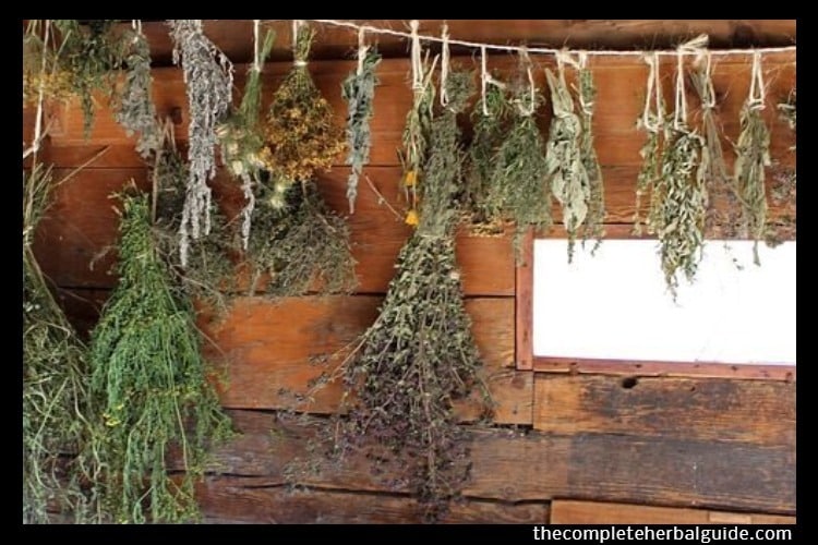 herbs