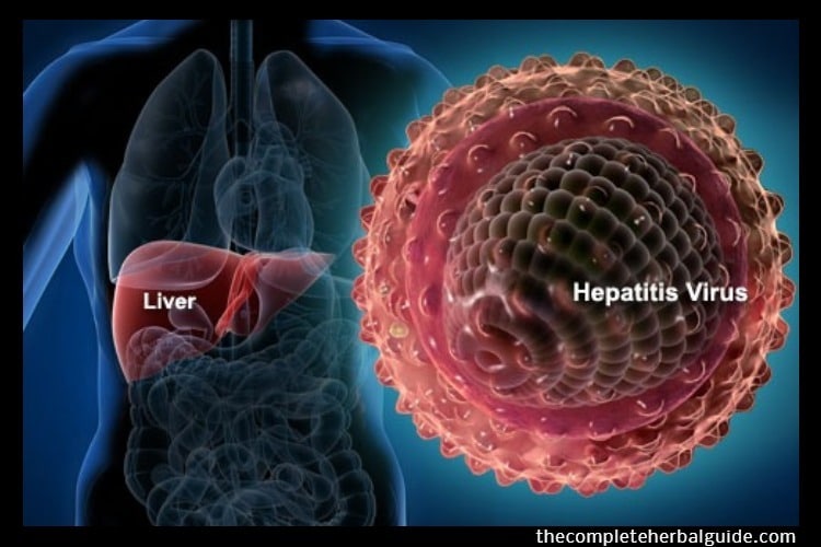 hepatitis virus