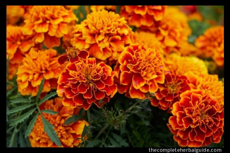 Marigold Flower Health Benefits | Best Flower Site