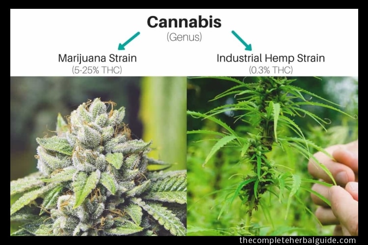 Hemp Flower vs Marijuana: The Difference Explained - Health and Natural ...