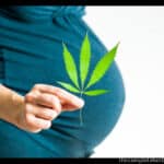 pregnancy and CBD
