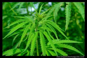 Everything You Ever Wanted To Know About Cannabis - Health And Natural ...