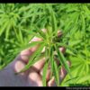 hemp plant