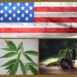 Reason Why America is Obsessed with Using CBD Oils