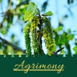Agrimony