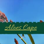 Aloes Cape
