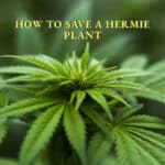 Hermaphrodite Cannabis