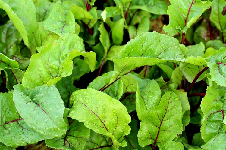beet root leaves