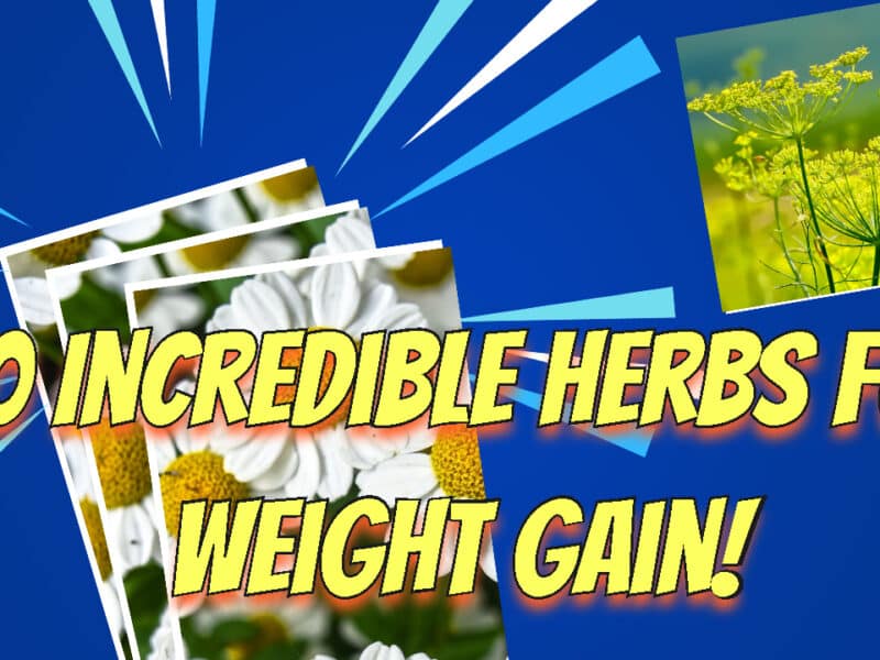 10 Incredible Herbs For Weight Gain
