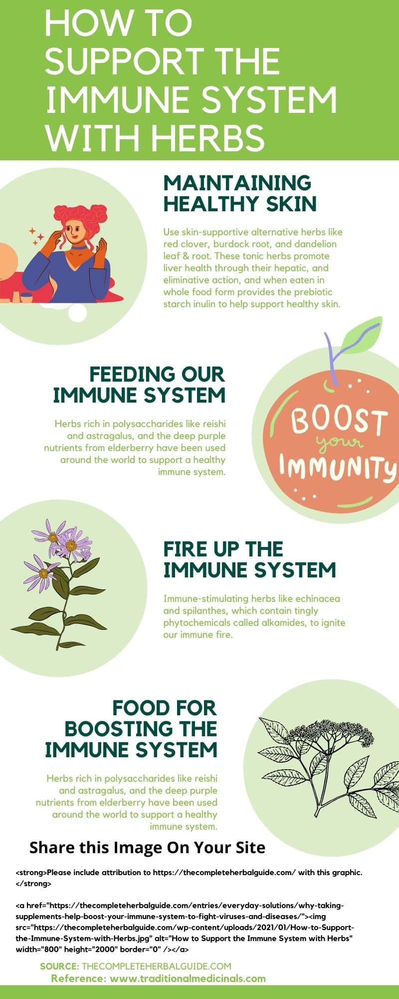 How to Support the Immune System with Herbs