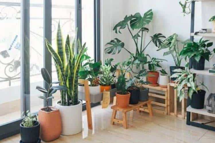 How To Grow The Best Indoor Garden
