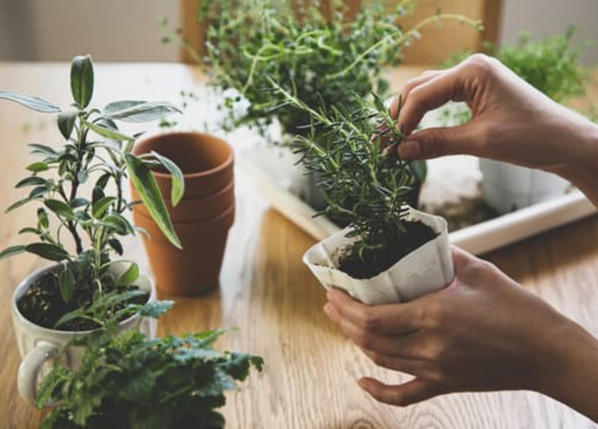 Your Ultimate Guide To Growing Herbs Indoor - Health and Natural ...