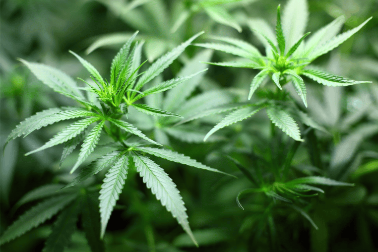Debunking The Prime 10 Myths About Marijuana